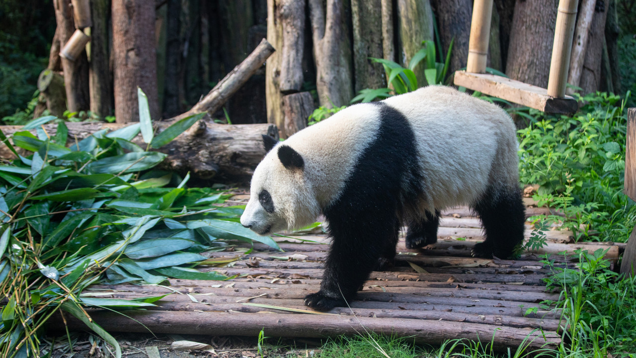 China prepara-se para enviar mais pandas para os EUA em gesto diplomático