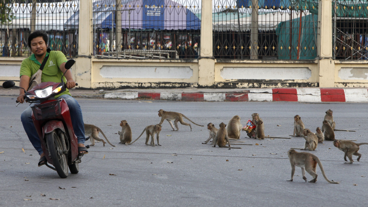 Cidade na Tailândia invadida por 3.500 macacos. Lojas obrigadas a fechar