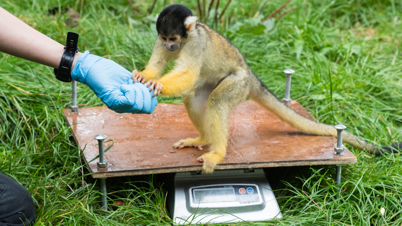 Homem julgado em França por roubo de macacos exóticos a zoológico