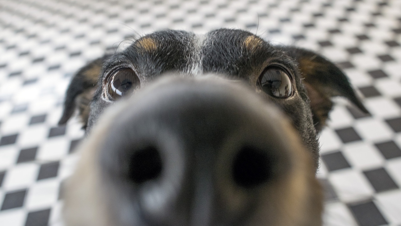 Provavelmente não sabe isto sobre o focinho do seu cão