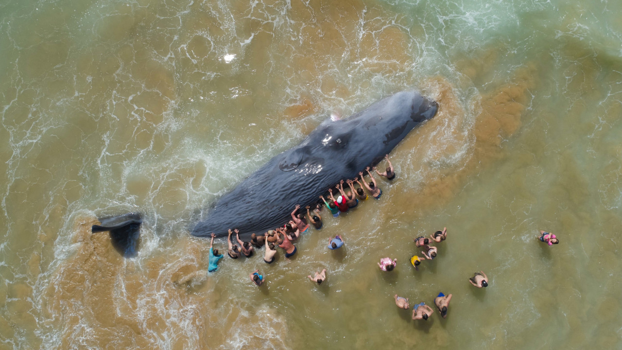 Fotografia de baleia na Costa da Caparica vence &quot;prestigiante concurso&quot;