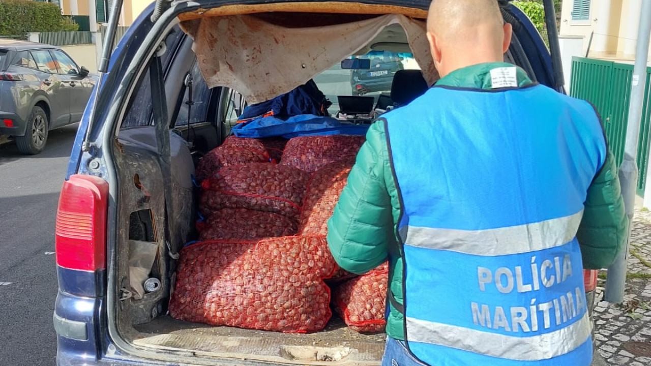 Polícia Marítima apreende 916kg de amêijoa japónica em Alcochete