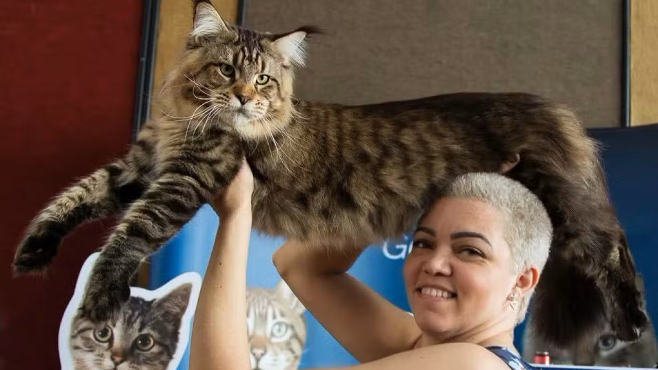 Gato brasileiro tenta sagrar-se o maior do mundo. Tem 1,30 metros e 10 kg