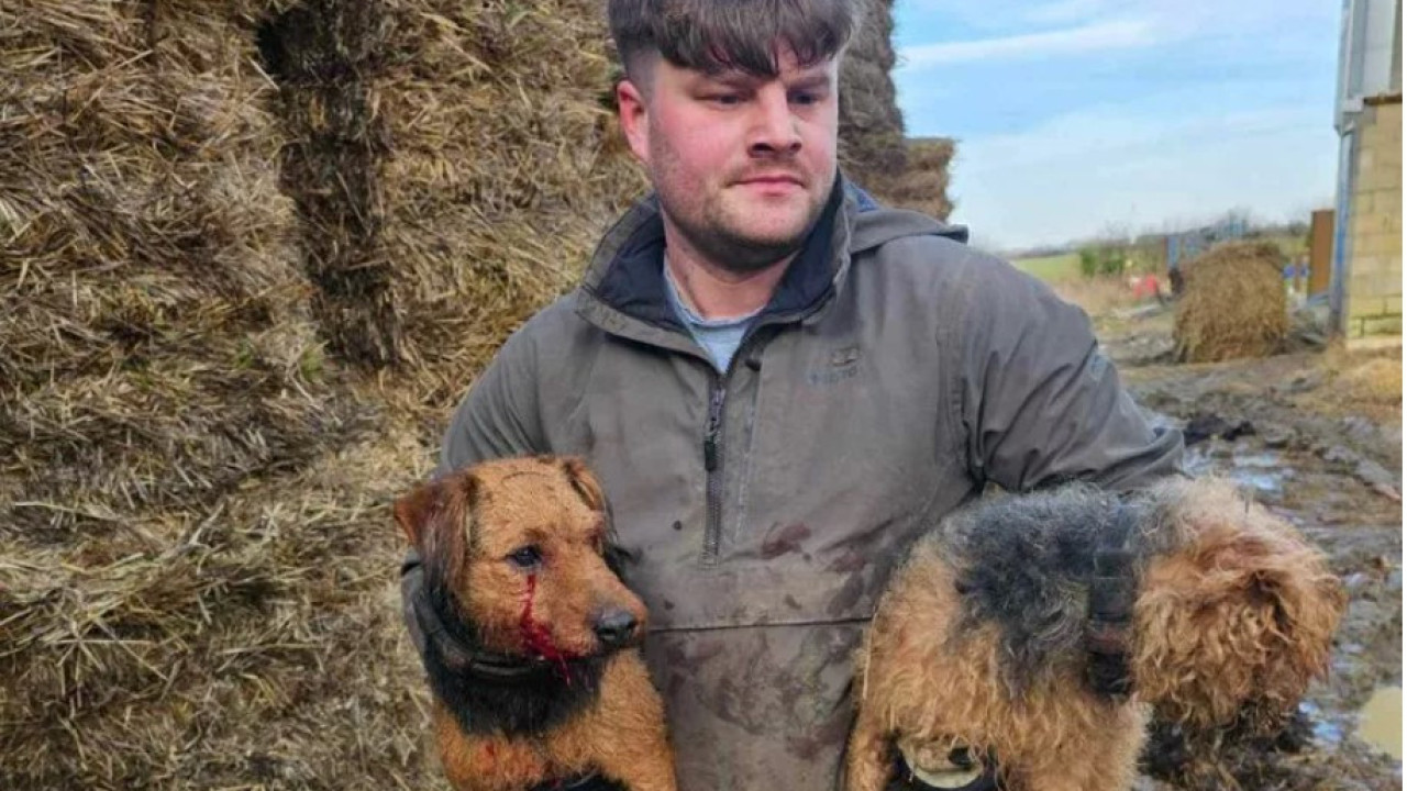 Homem apanha rato maior do que cão e avisa: &quot;Estão cada vez maiores&quot;