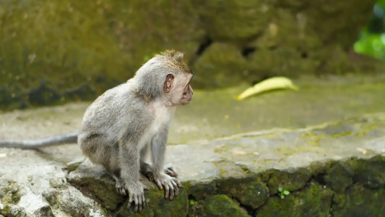 Macacos impedem que menina de seis anos seja violada na Índia