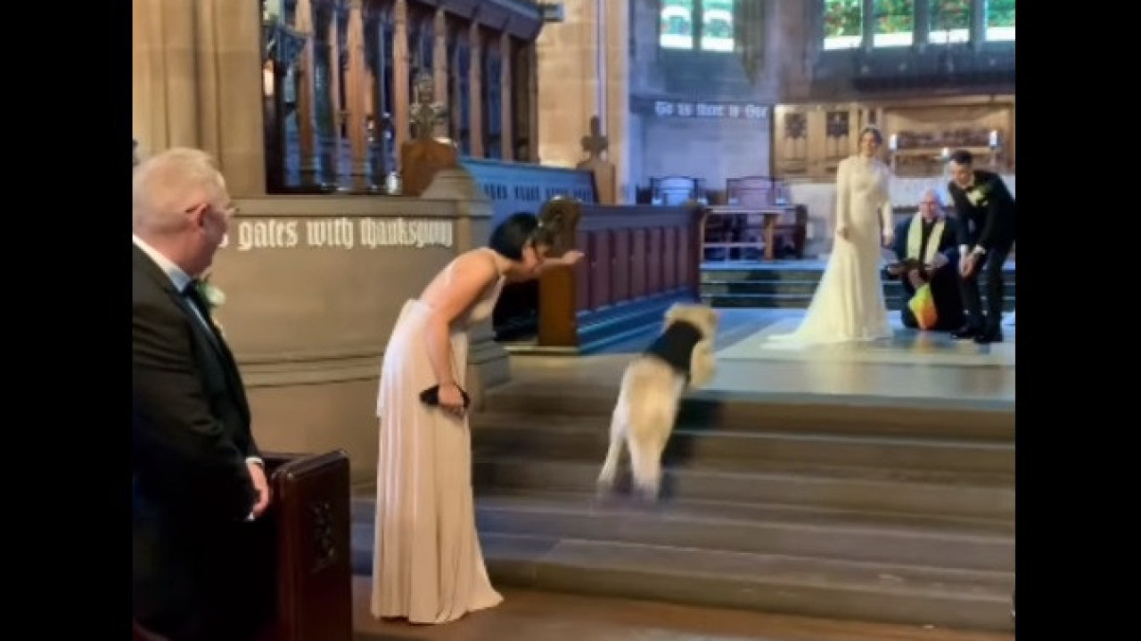 Golden retriever 'rouba cena' no casamento dos donos