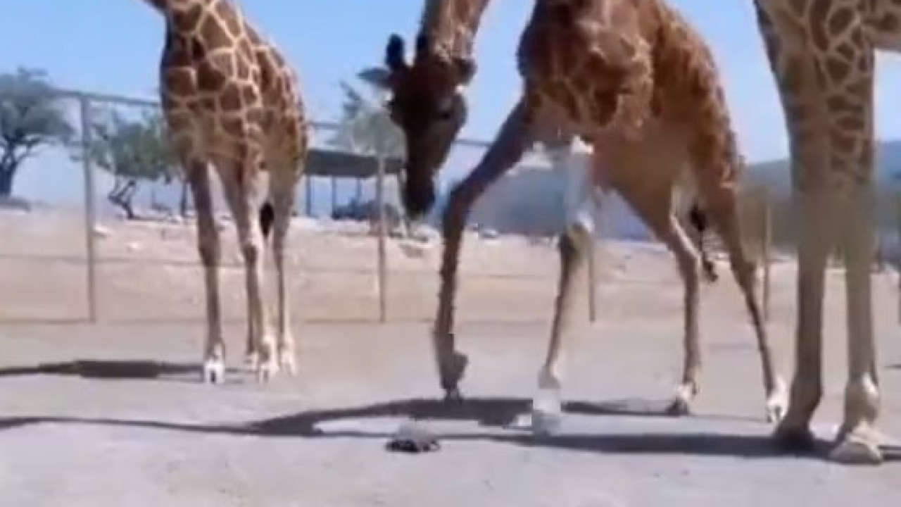 O momento &quot;amoroso&quot; em que girafa ajuda tartaruga a andar mais depressa