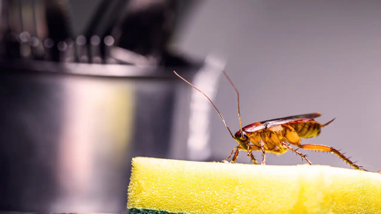 Baratas em casa? Aprenda a fazer um spray caseiro com efeito repelente