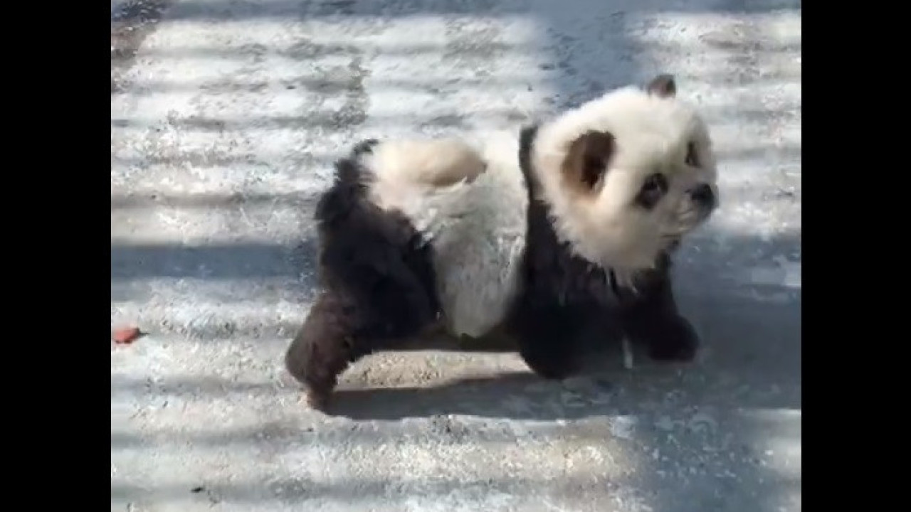 Vender gato por lebre? Zoo na China expõe cães a fingir que são pandas