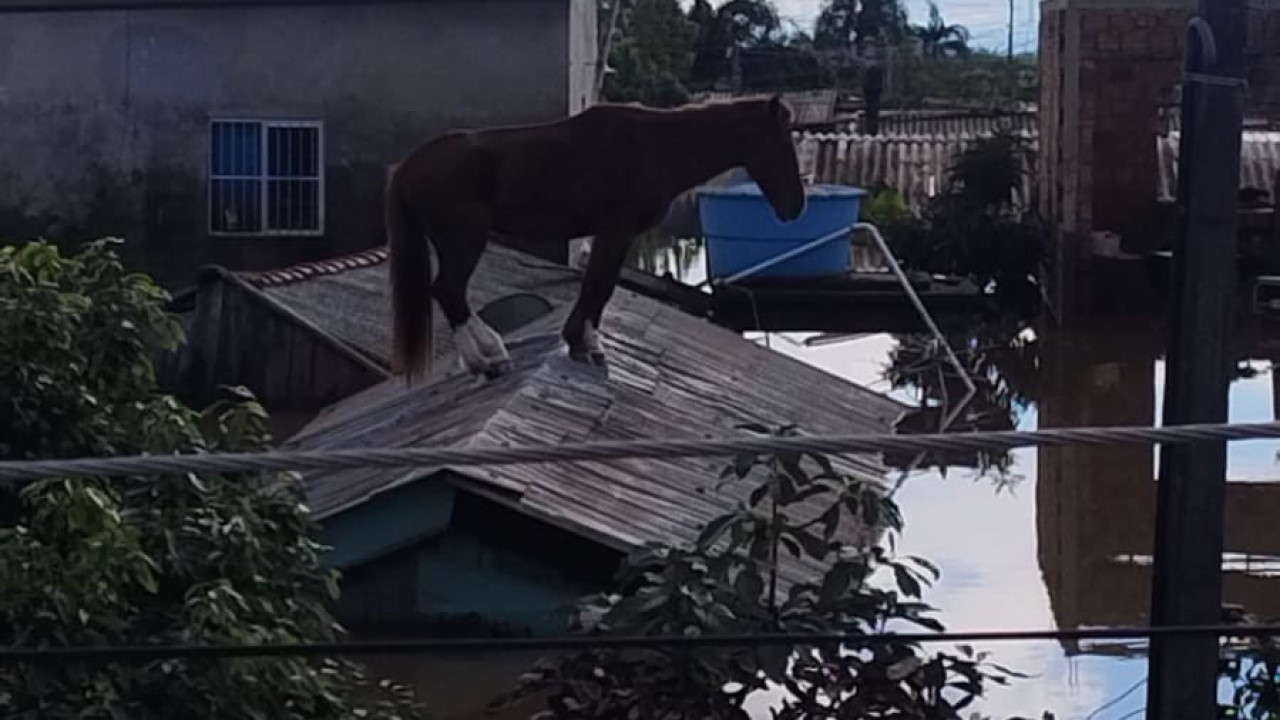 Equipas tentam resgatar cavalo 'Caramelo' no Brasil: &quot;Superou a noite&quot;