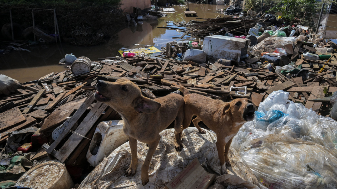Quase 10 mil animais foram resgatados durante as cheias no Brasil