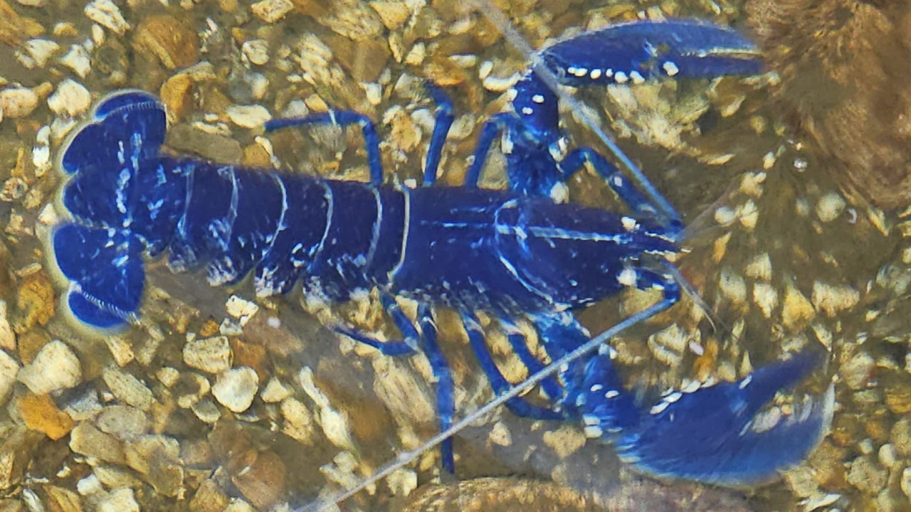 Pescador apanha rara lagosta azul e decide protegê-la dos predadores