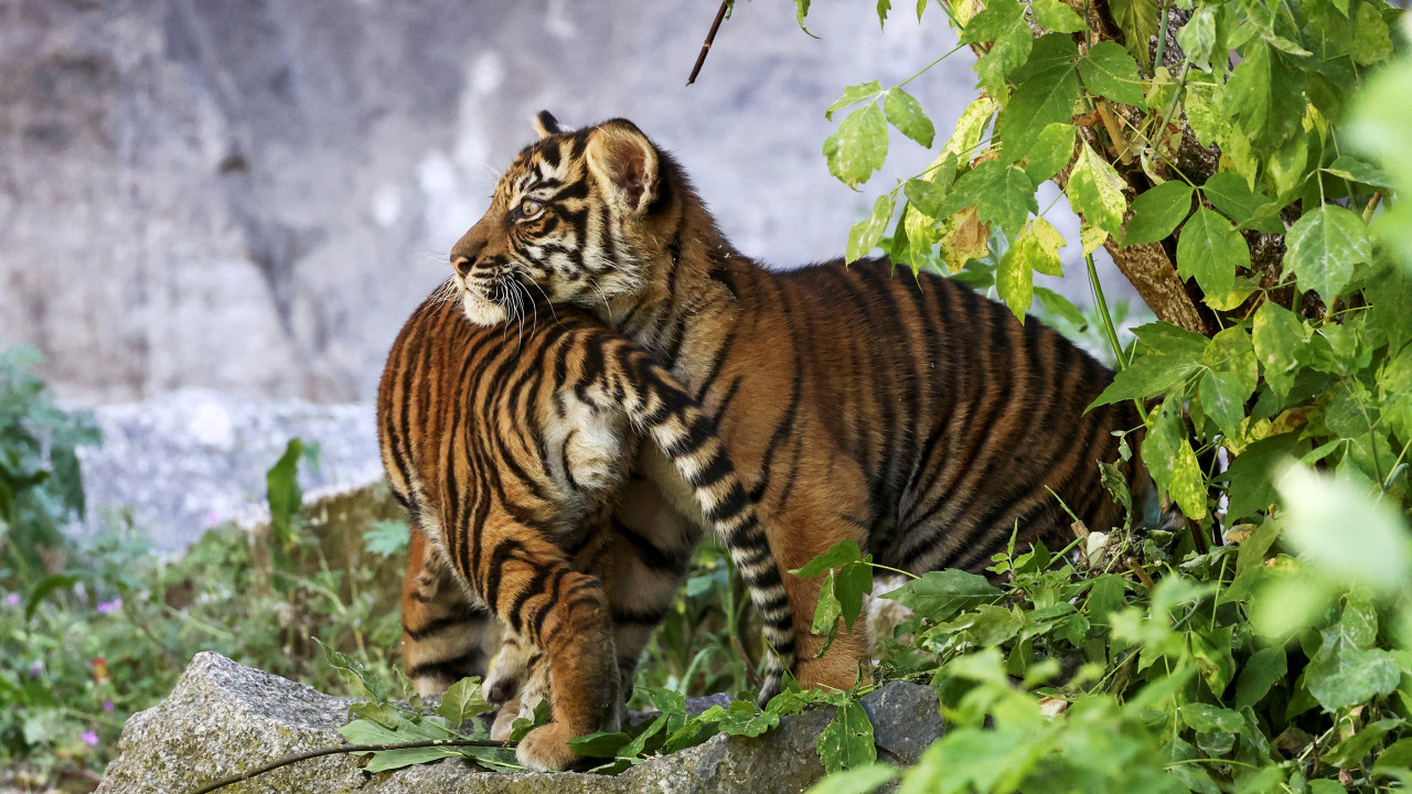 Zoo de Berlim dá as boas-vindas a crias de tigre da Sumatra. As imagens