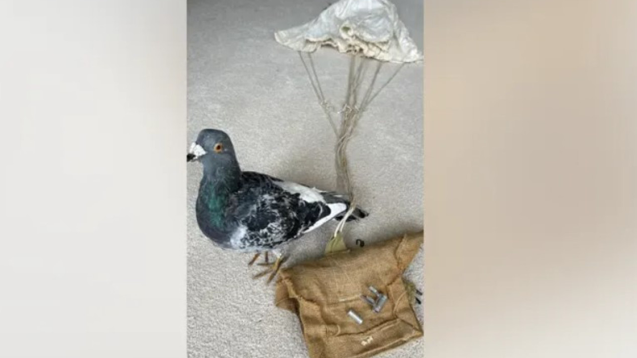 Paraquedas usado em pombos-correio encontrado após cerca de 80 anos