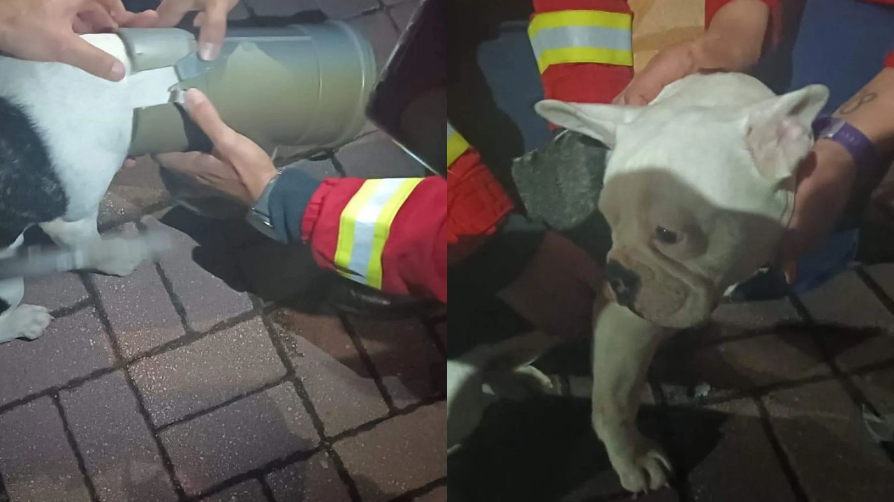 Bulldog francês preso em tubo resgatado pelos bombeiros de Chaves