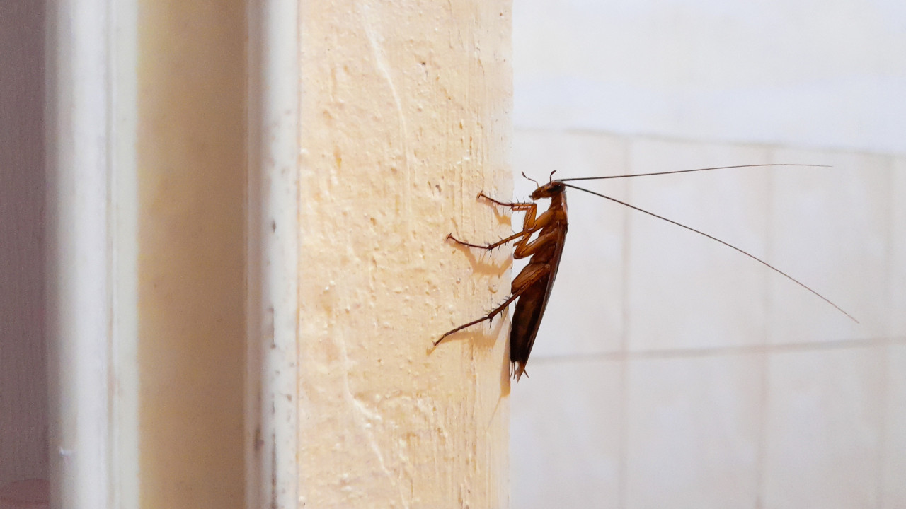 Esta planta afasta as temidas baratas e deixa a casa perfumada