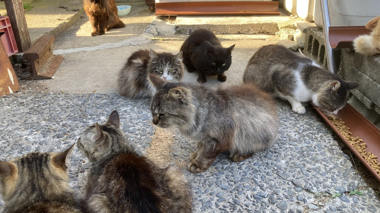 En esta isla japonesa los guardianes son los gatos (y hay más que humanos)