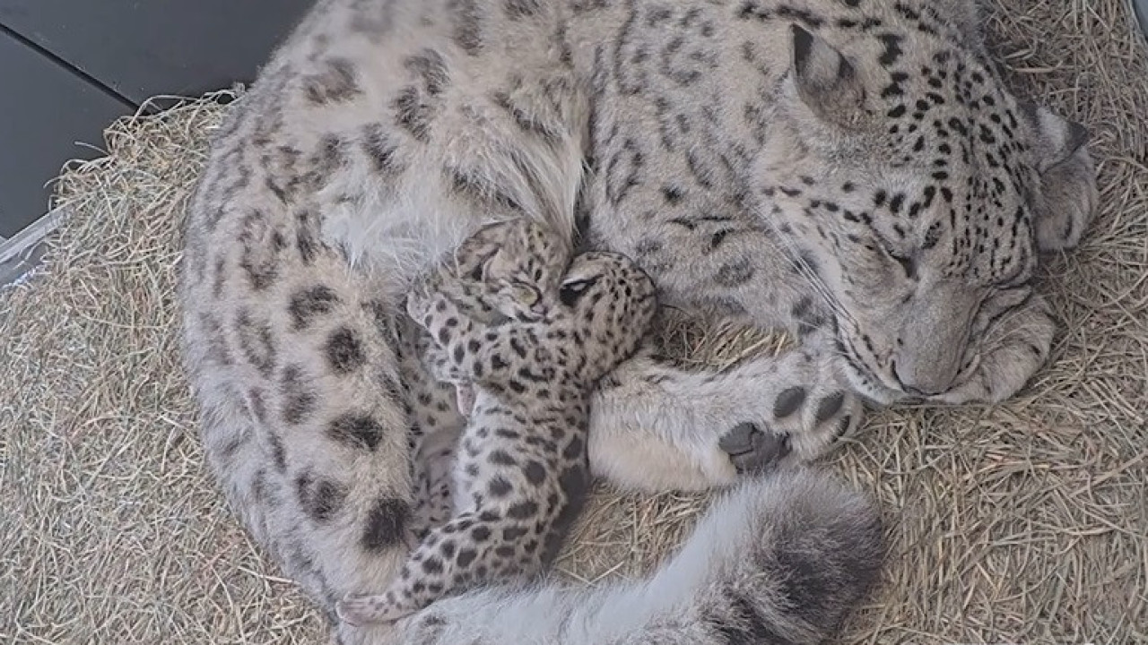 Duas crias de leopardo-das-neves nasceram no zoo de Toronto (e há vídeo)