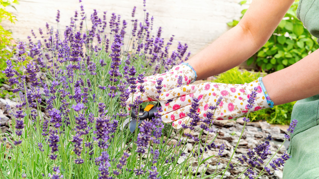 Plantas que ajudam a manter os ratos longe do jardim