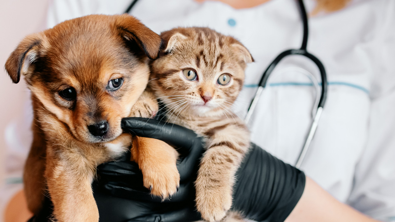 O leitor perguntou: A castração acalma mesmo cães e gatos?