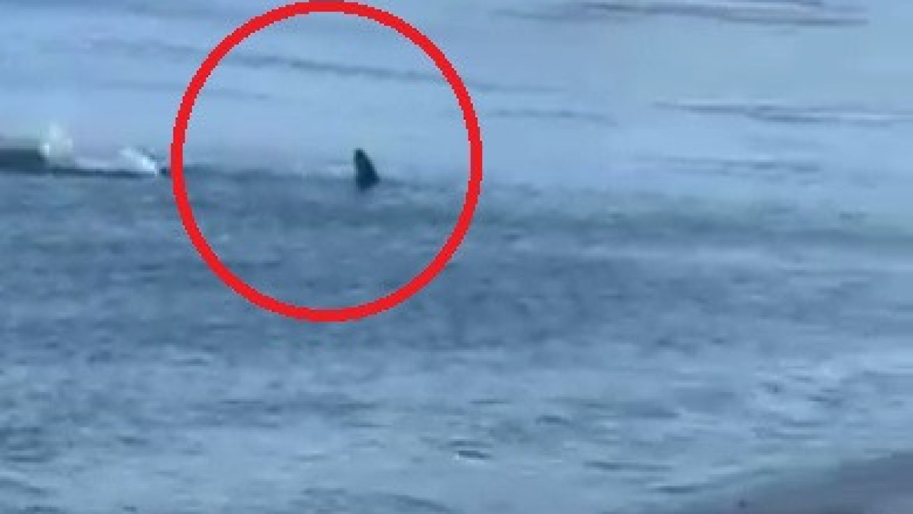 schrecklich!  Ein Hai wurde dabei gefilmt, wie er auf einen spanischen Sandstrand zuschwamm
