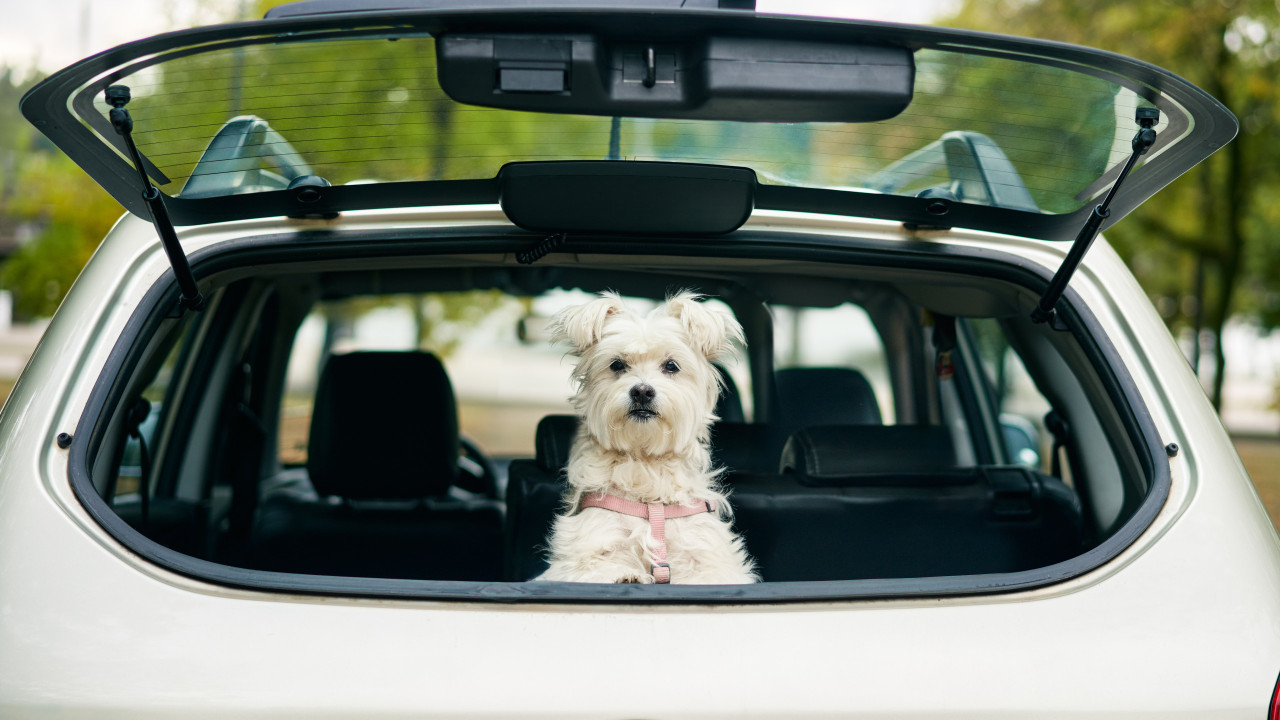 Treinadora explica como viajar de carro com o seu cão sem qualquer stress