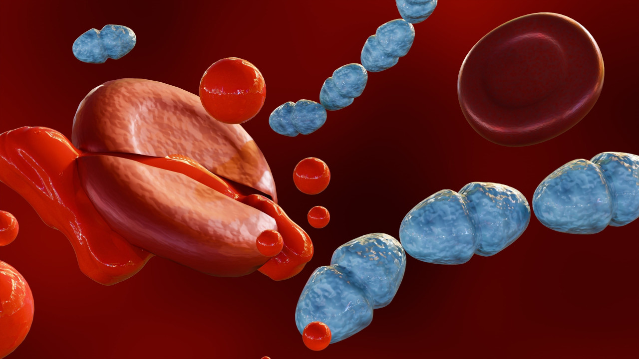 Septicemia. O que é? Quem está em risco? Esclareça as dúvidas