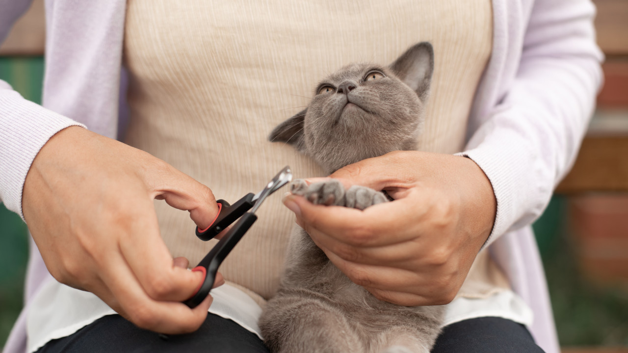 É necessário cortar as unhas aos gatos? Especialistas respondem