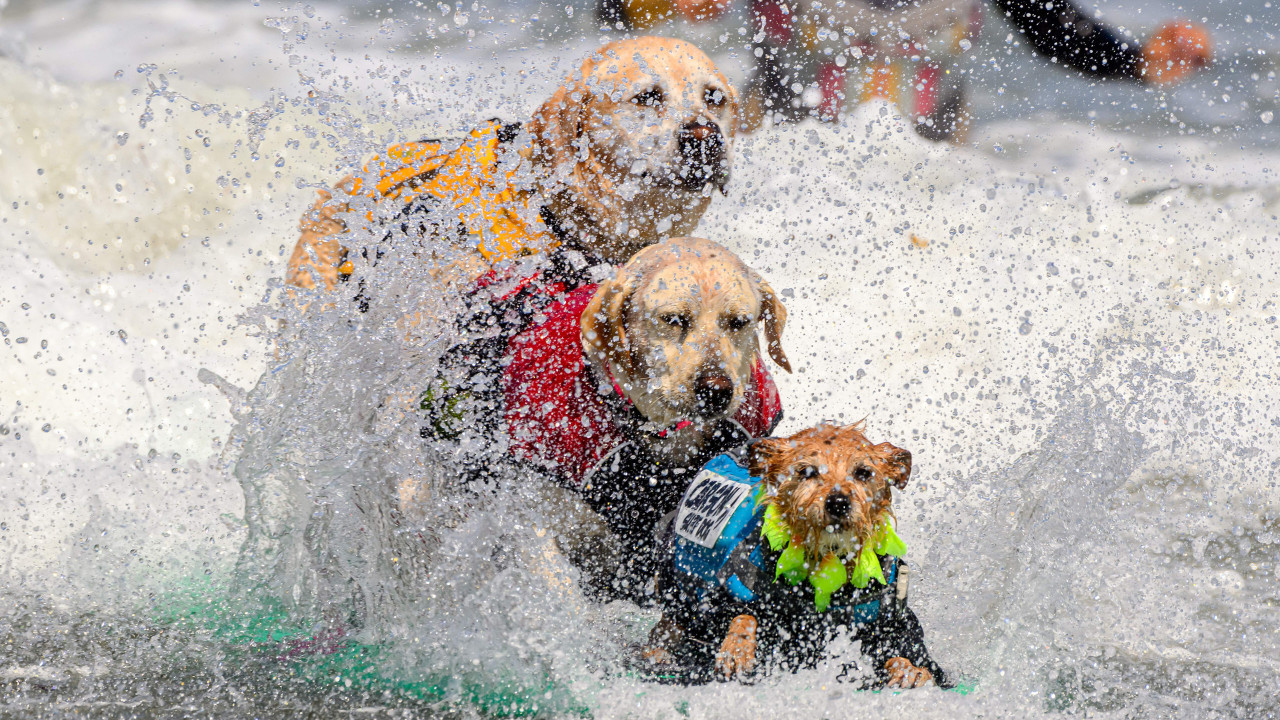 "Feliz". Praia da California recebeu Mundial de surf... para cães