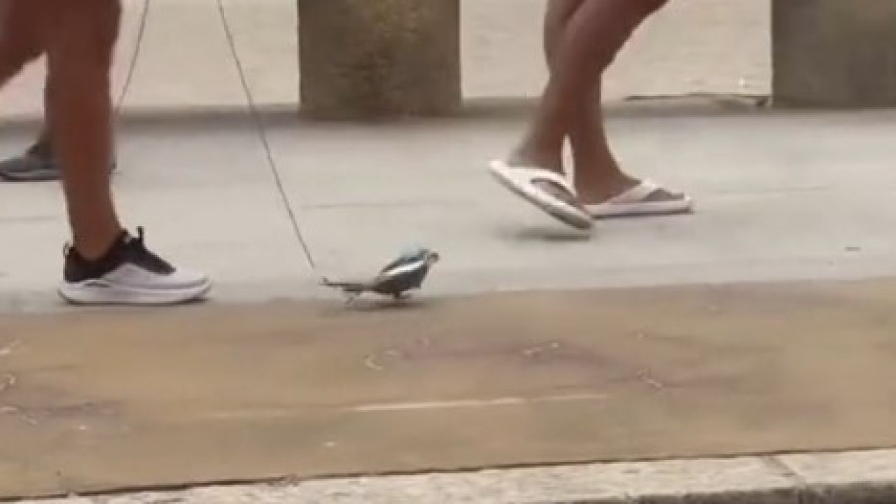 Homem passeia pássaro de 'trela' em Caminha. Vídeo já se tornou viral