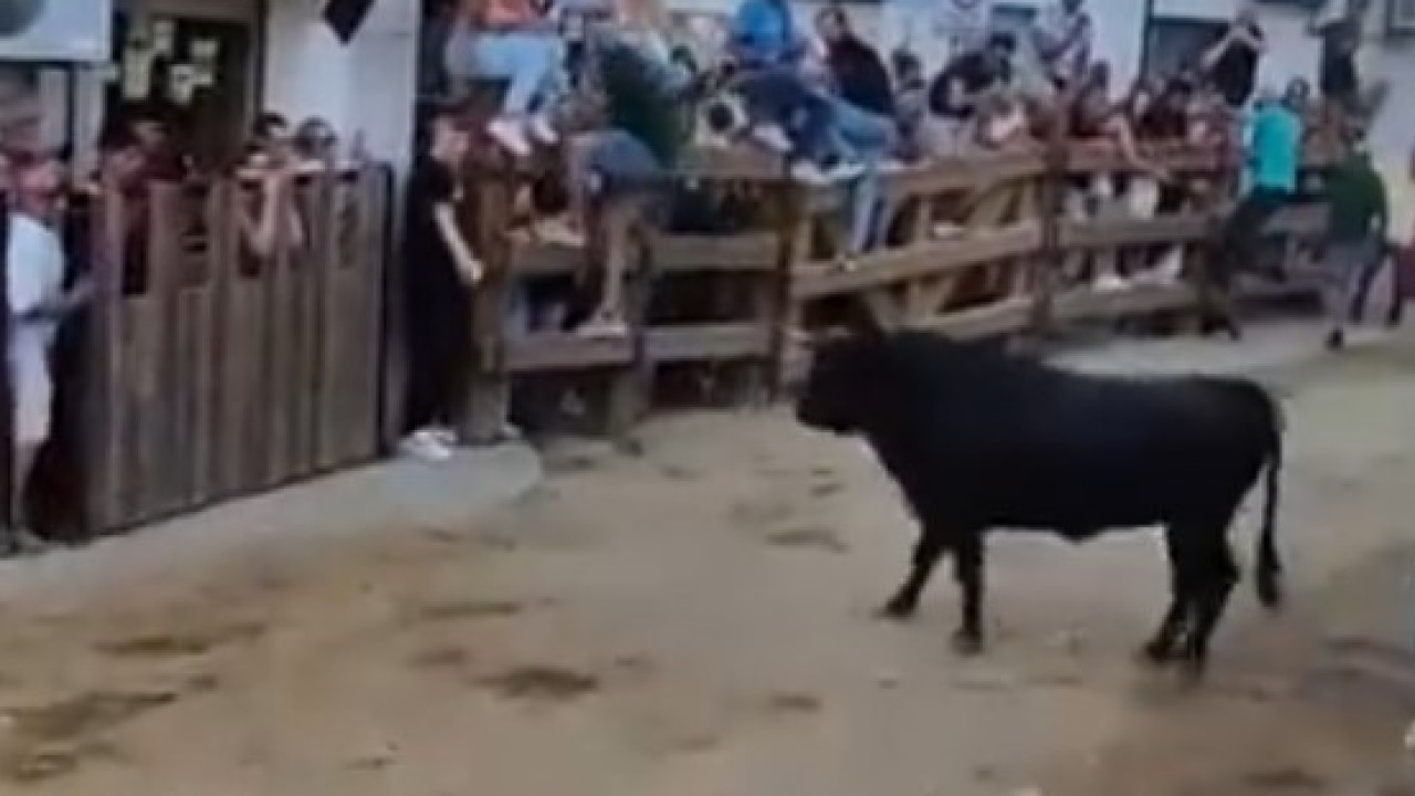 Largadas de touros em Alcochete fazem 28 feridos (3 dos quais graves)