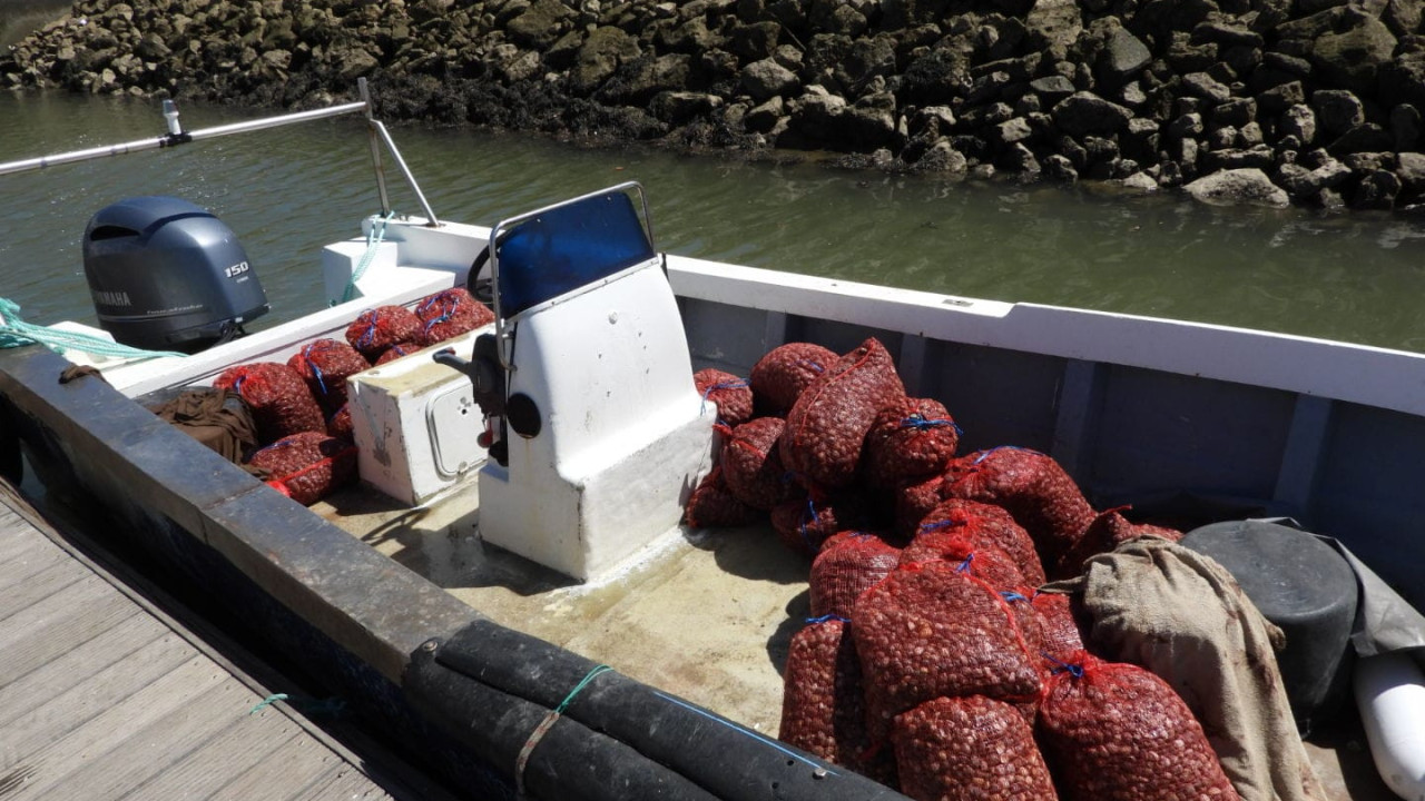 Polícia Marítima apreende uma tonelada de amêijoa japónica no rio Tejo