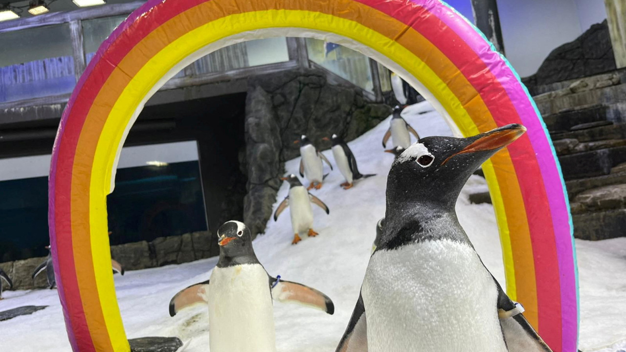 Morreu Sphen, o famoso pinguim gay que adotou duas crias com o parceiro