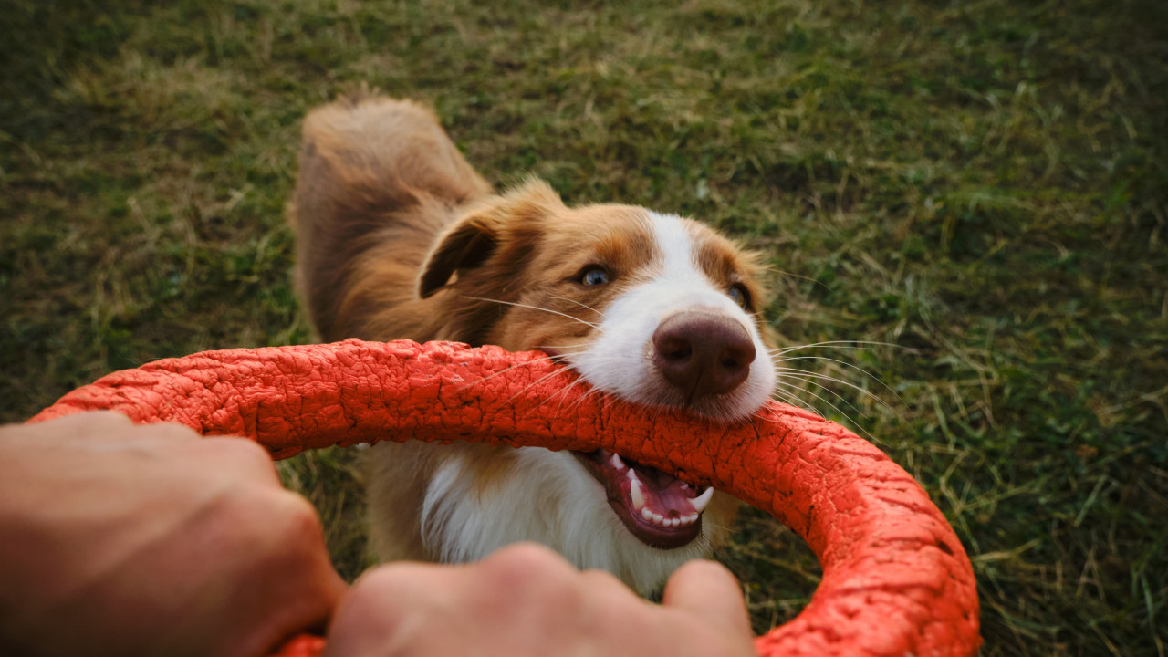 Ter um cão pode fazer maravilhas pela sua saúde. Sabia como