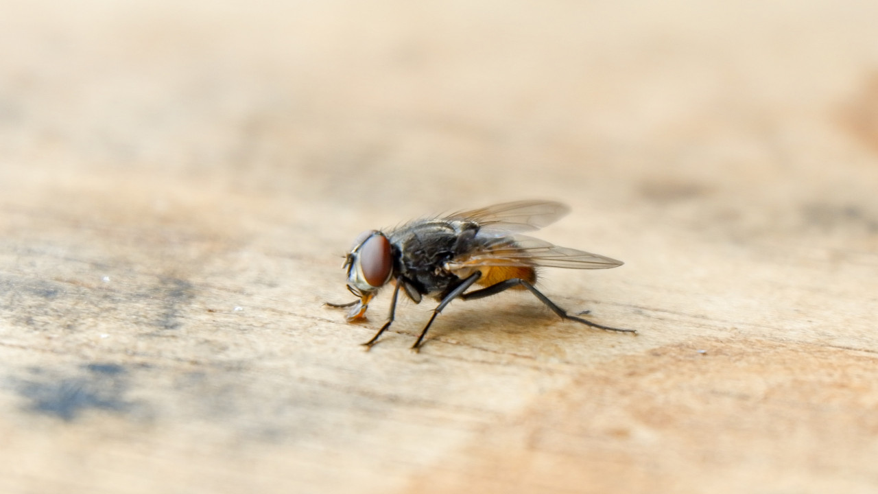 Vertreiben Sie Fliegen mit Hilfe von zwei Zutaten aus der Küche