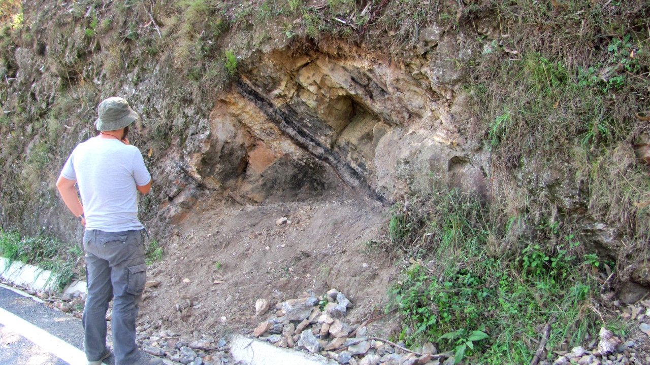 Descoberto fóssil raro de planta primitiva extinta na região do Bussaco