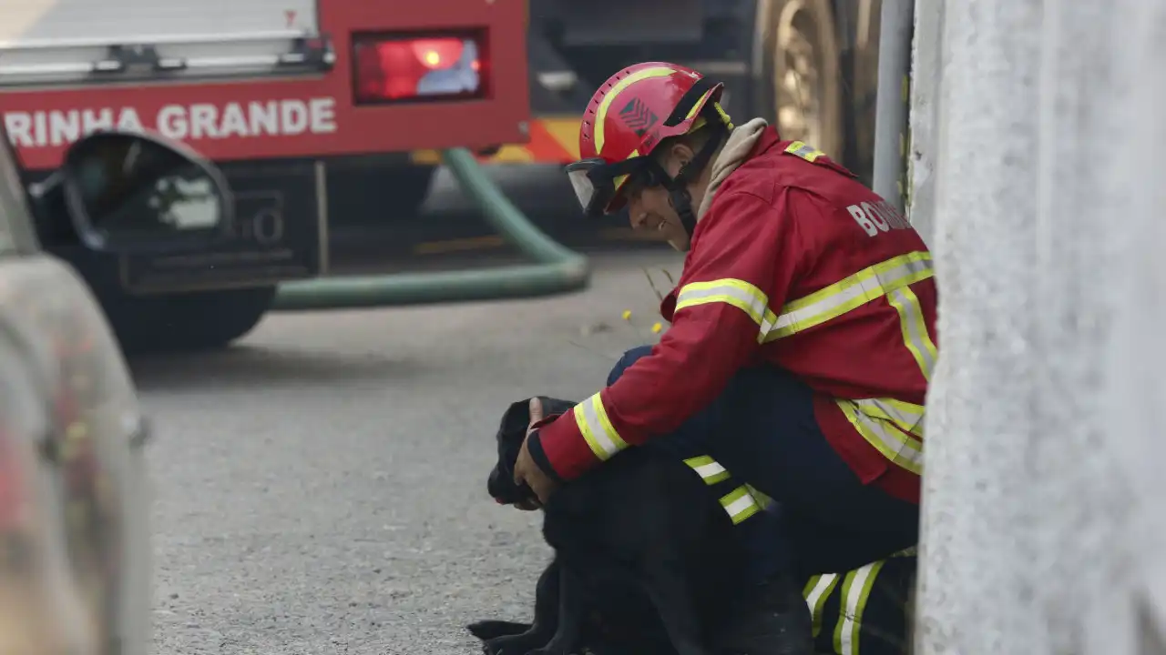 Arranca recolha de alimentos para animais afetados pelos incêndios