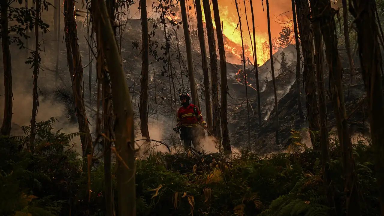 Fogos provocaram perda de cerca de 9.000 colmeias desde início do ano