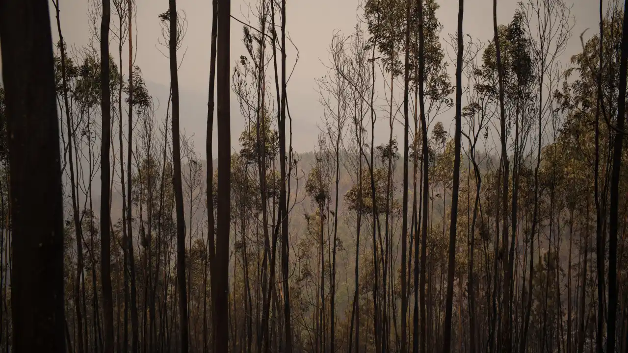 Área ardida em Amarante foi de cerca de 5.000 hectares