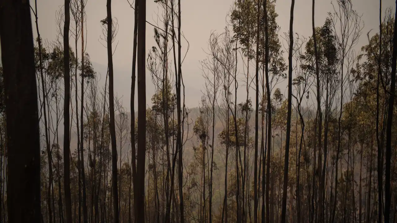 Cinfães quer floresta mais protegida e "comunidade mais segura"