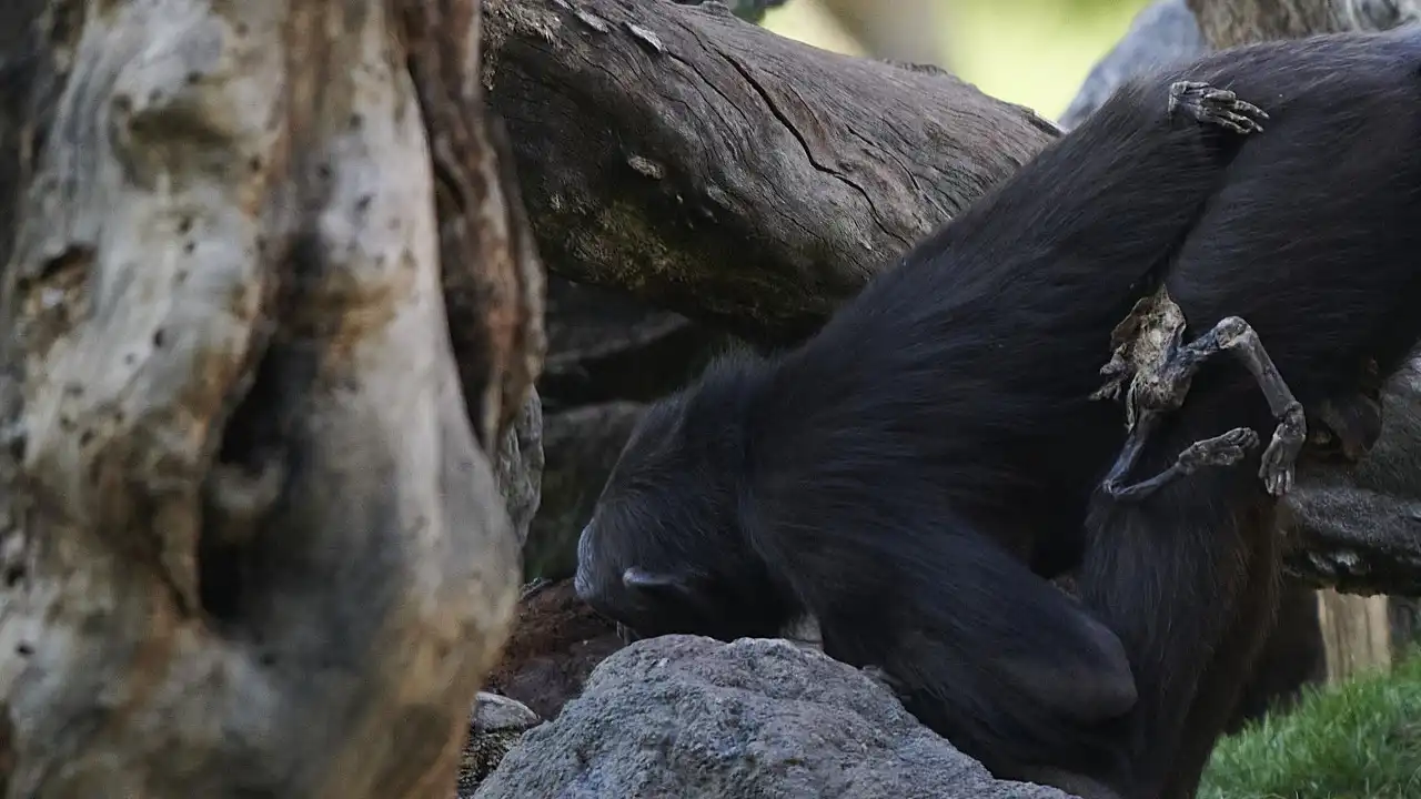 Após período de luto, chimpanzé larga corpo de cria que morreu há 7 meses