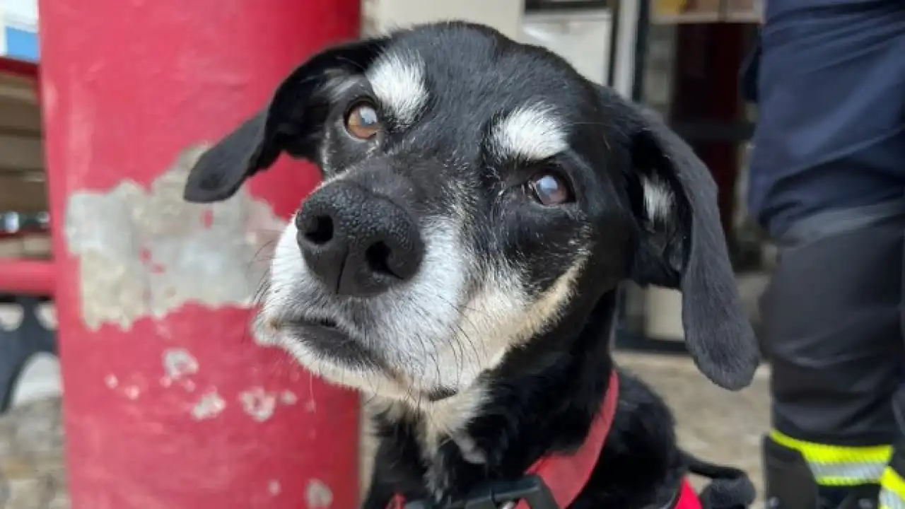 Bombeiros já conseguiram dinheiro para cirurgia do 'cãopanheiro' Siresp