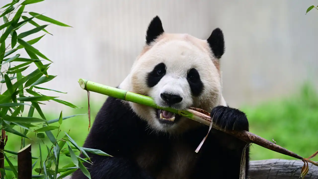 Dois pandas enviados pela China estão a caminho de Washington