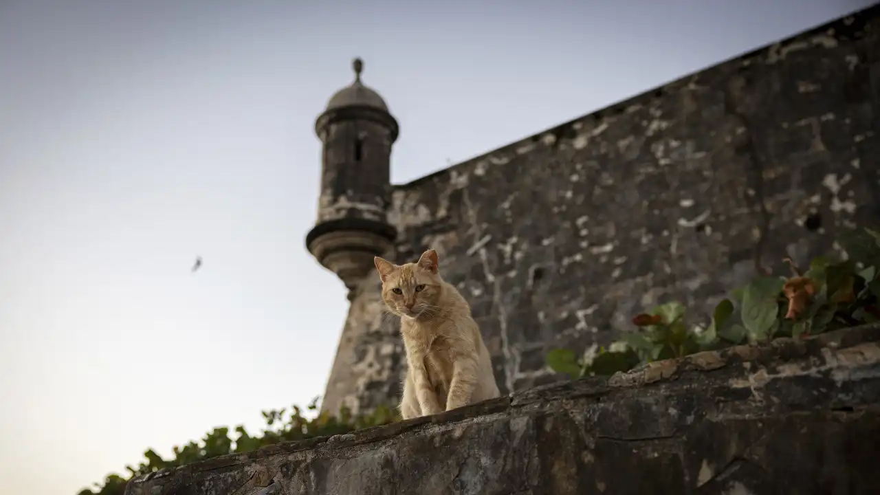 Plano para retirar gatos de Porto Rico leva a protestos e ação judicial