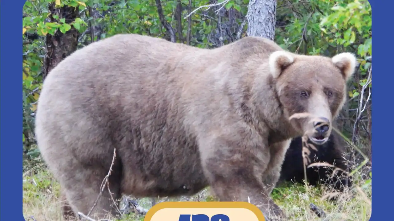 Ursa que viu rival matar-lhe cria vence concurso de 'Urso Mais Gordo'