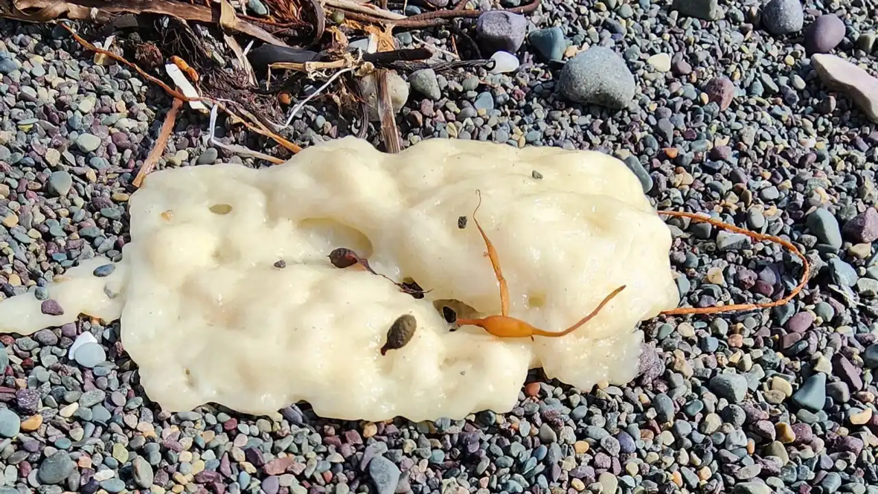 "Substância misteriosa" surge nas praias do Canadá e confunde residentes