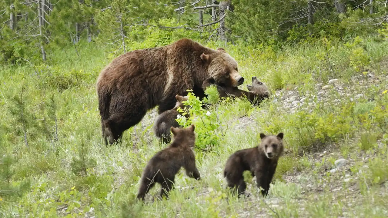 Ursa parda "mais famosa do mundo" morreu atropelada. Tinha 28 anos