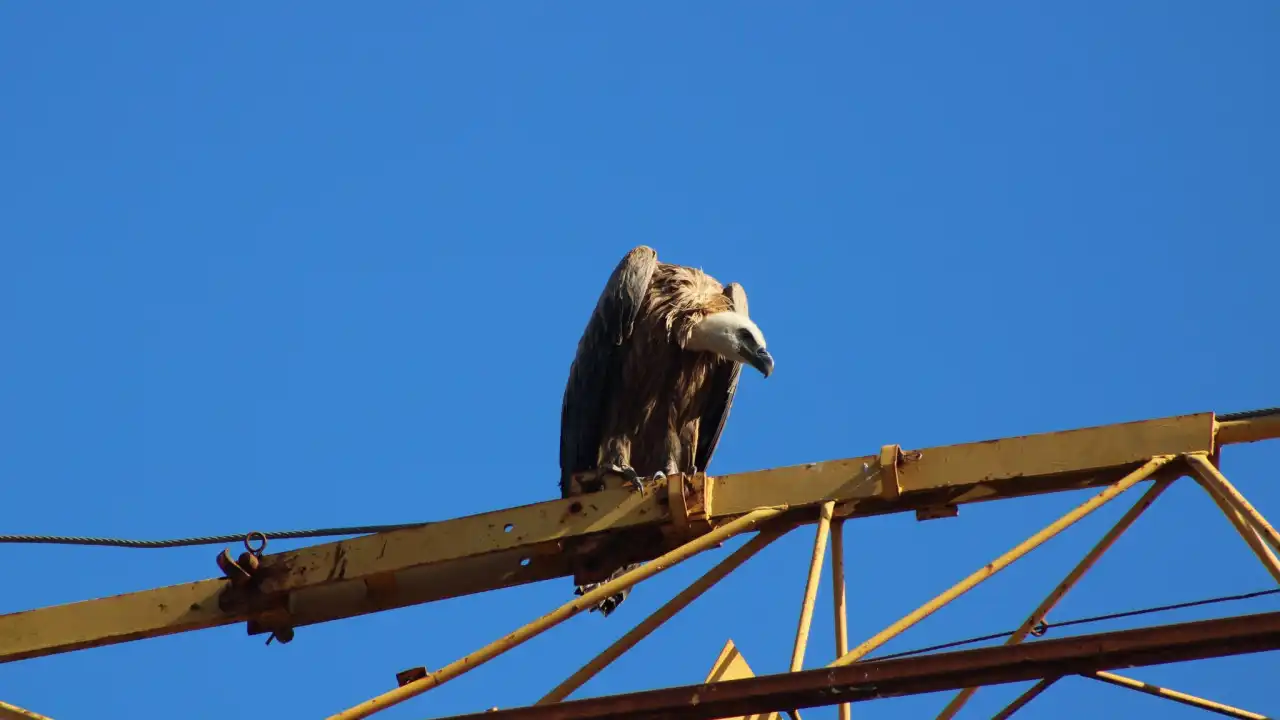 Abutre resgatado de grua em Braga. Veja as imagens