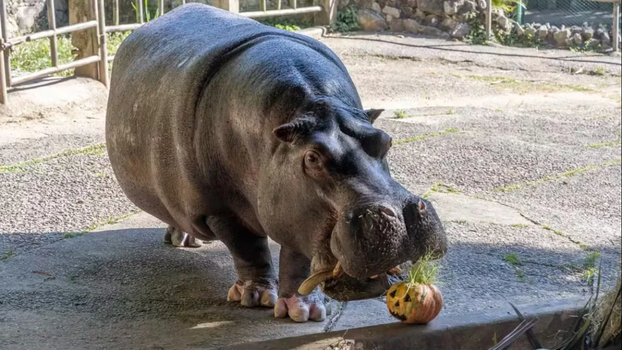 Animais do Zoo de São Paulo também festejam Halloween... com alimentos