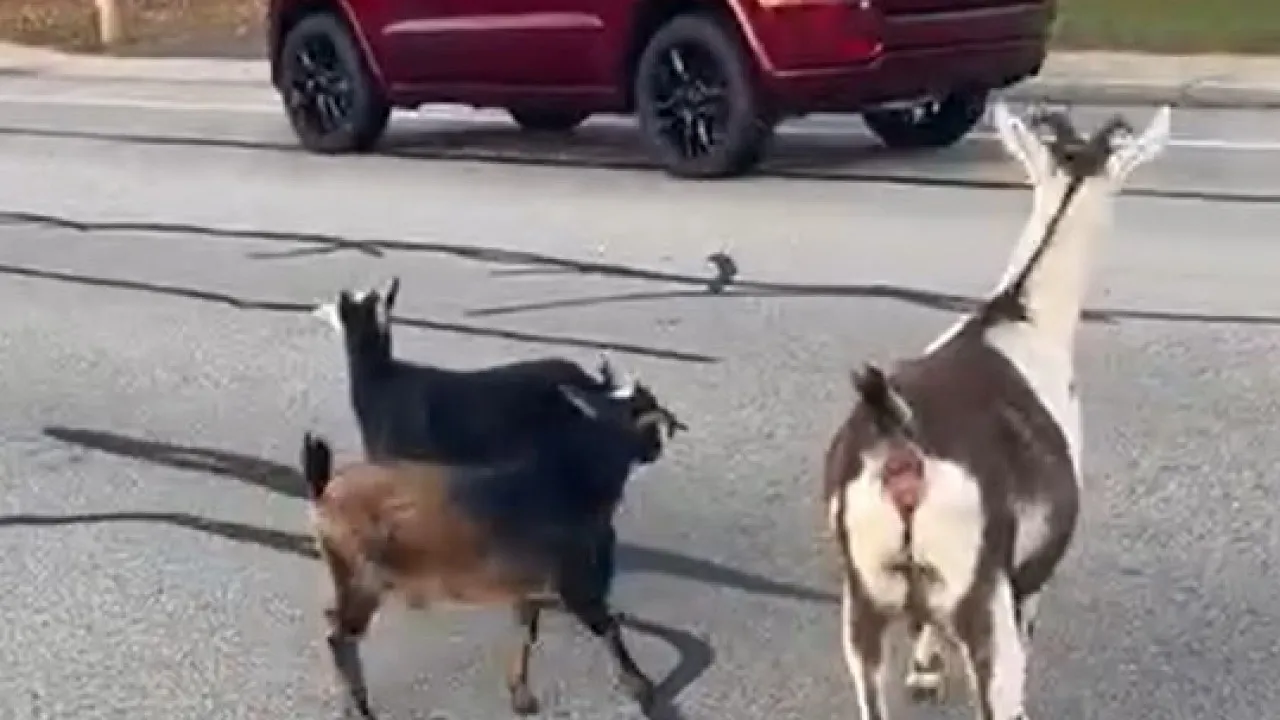 Três cabras e um cão resgatados após 'passeio' por ruas de Massachusetts